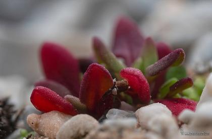 Rumex bucephalophorus subps. gallicus. Acantilados de Catarrijan. Maro-Cerrogordo. Granada. #rumexbucephalopho