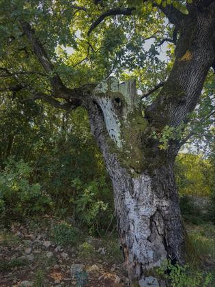 Arbres remarquables de résilience, grotte et avens, vue sur le Pic et Hortus, 360° au sommet, visite du villag